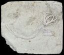 Barycrinus Crinoid Fossil - Indiana #52930-1